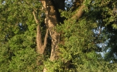 alberi