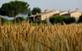 campo-di-grano