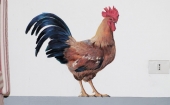 il-gallo-e-la-presa