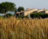 campo-di-grano